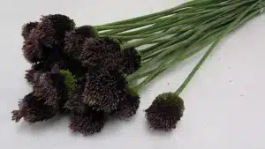 Allium Forelock