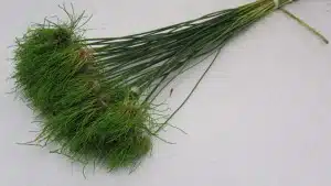 Allium Hair