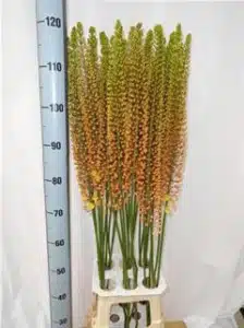 Eremurus Emmy Ro