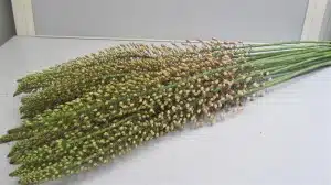 Eremurus Pink Star
