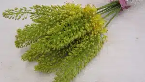 Eremurus Stenophyllus