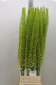 Eremurus Yellow Sun