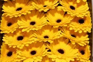 Gerbera Daisy Don Leo