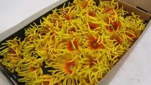 Gerbera Daisy Pasta Penoni