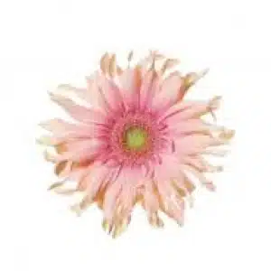 Gerbera Daisy Pasta Rosata