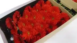 Gerbera Daisy Red Explosion