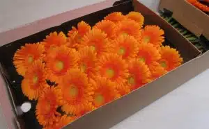 Gerbera Daisy Sunnyside