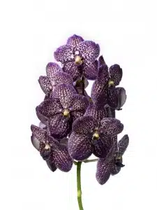 Vanda Magic Black