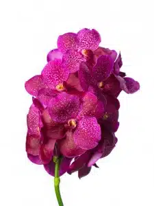 Vanda Magic Fuchsia
