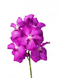 Vanda Magic Pink