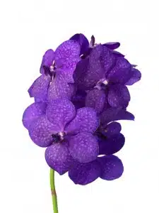 Vanda Royal Blue