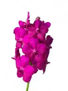 Vanda Tayanee Cerise