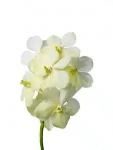 Vanda Tayanee White