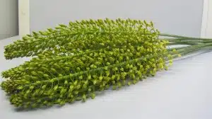 Eremurus Lucia