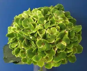 Hydrangea Amethyst Green