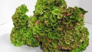 Hydrangea Green Antique