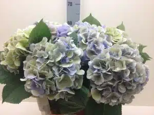 Hydrangea Lavender Antique