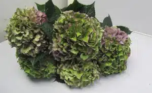 Hydrangea Purple Antique