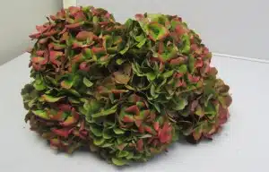 Hydrangea Red Antique