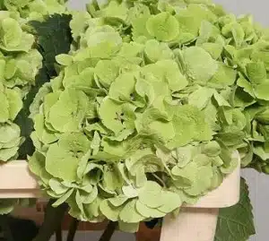 Hydrangea Emerald Classic Light Green