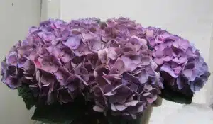 Hydrangea Glowing Alps Purple