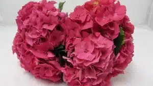 Hydrangea Glowing Alps Pink
