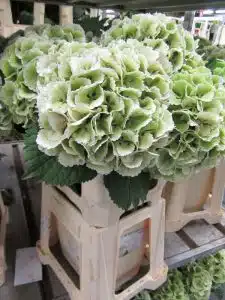 Hydrangea Lolly Pop Green
