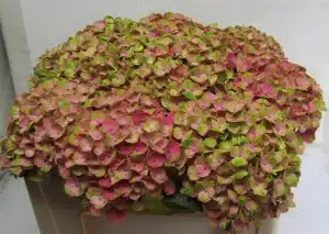Hydrangea Magical Coral 