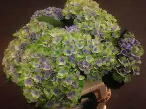Hydrangea Magical Coral Blue