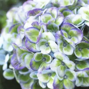 Hydrangea Magical Revolution