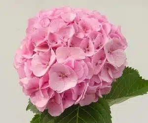 Hydrangea Mammoet