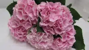 Hydrangea Marsepein Pink