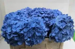 Hydrangea Pimpernel Dark Blue