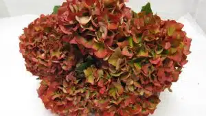 Hydrangea Red Dingo