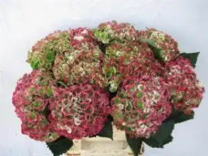 Hydrangea Revolution Antique