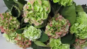 Hydrangea Schneeball Antique