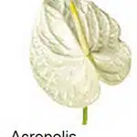 Anthurium Acropolis