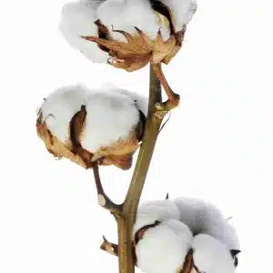 cotton-stems